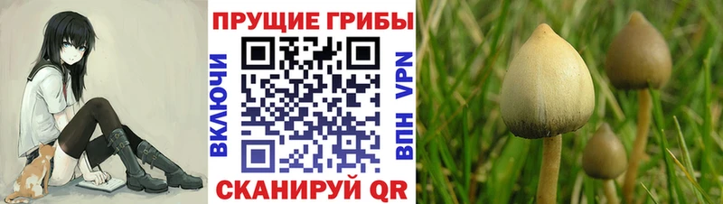 что такое наркотик  Миллерово  Галлюциногенные грибы Cubensis 